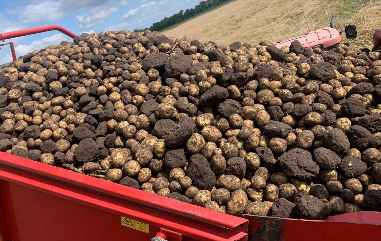 Загрязнение картофельного вороха