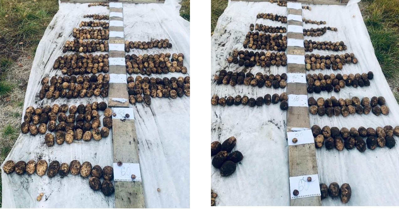 Фракционный состав семенного картофеля