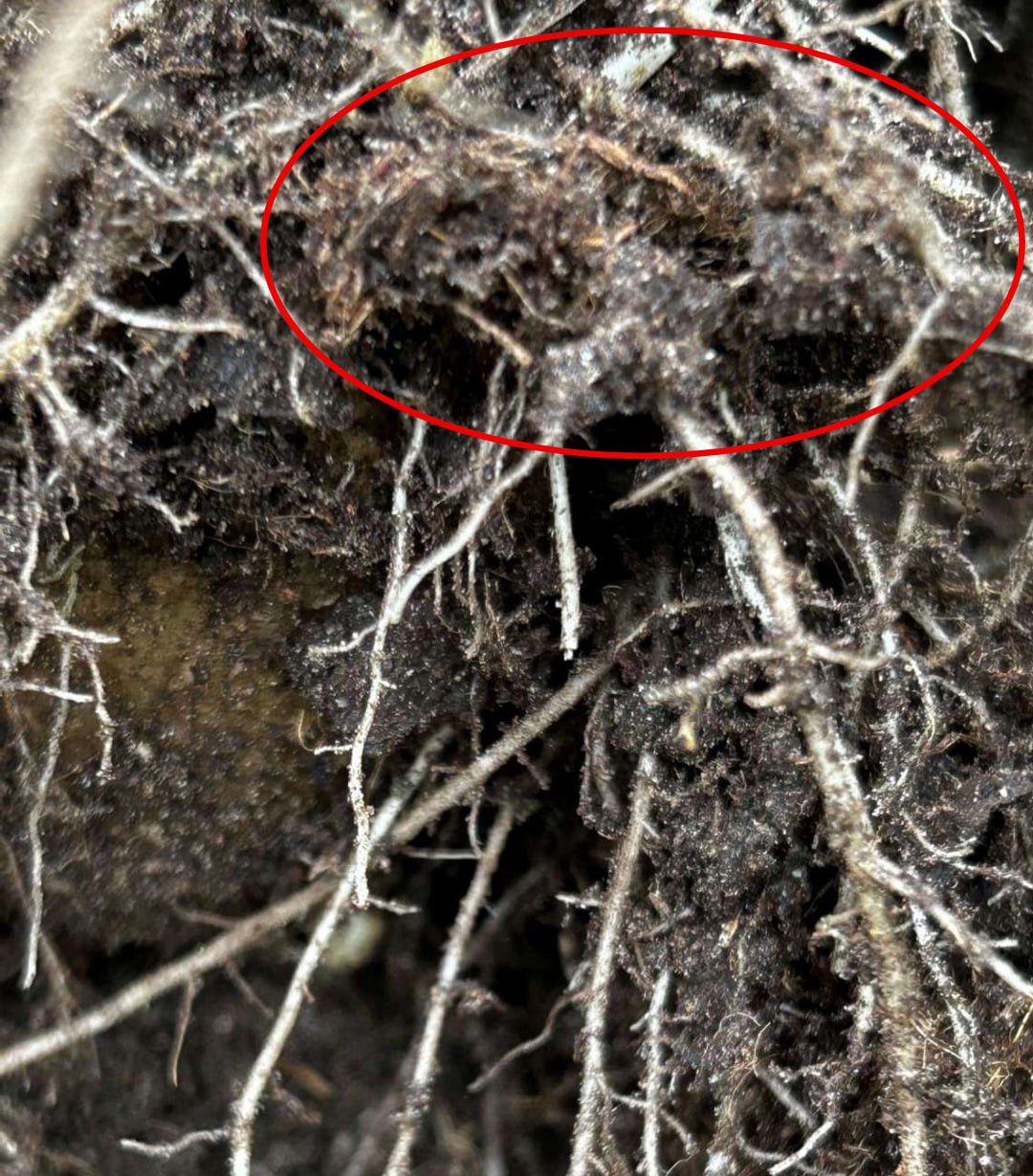 Желеобразные элементы