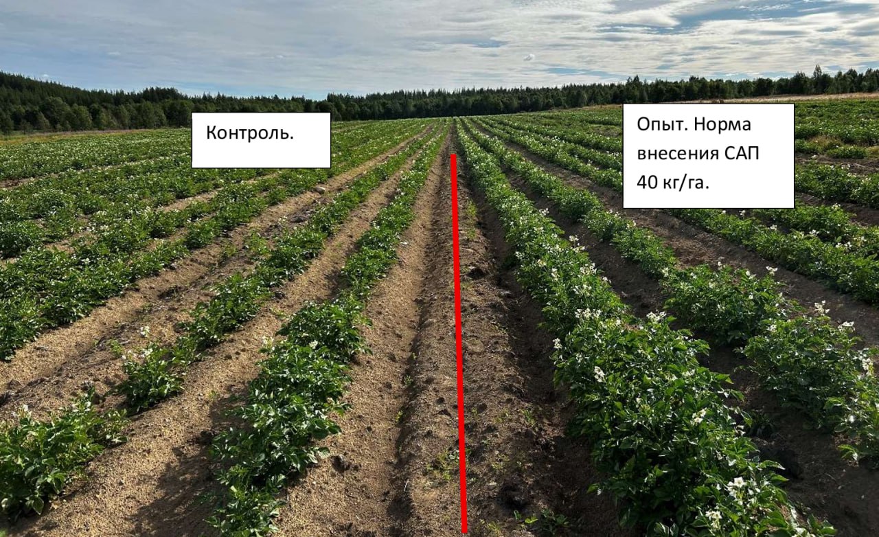 Посадки в период цветения
