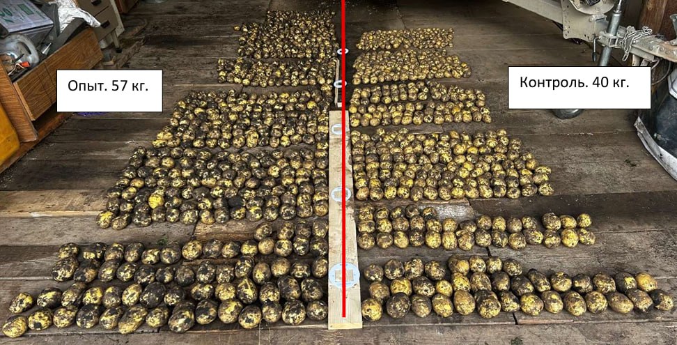 Фракционный состав картофеля в ИП Карнауховой