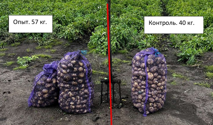 Картофель, собранный на контрольном и опытном участках в ИП Карнауховой