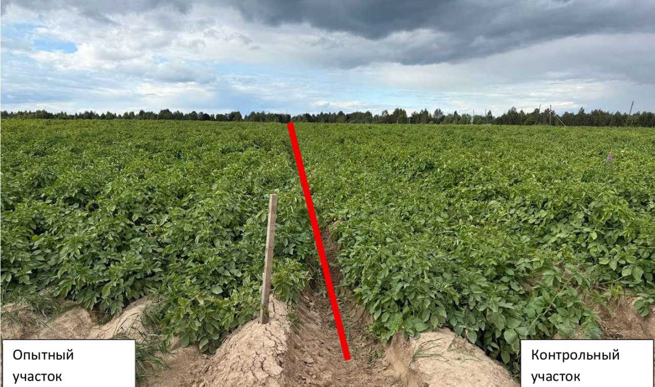 Внешний вид посадок картофеля в ООО Исток-агро