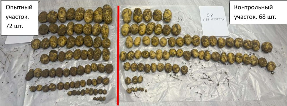 Распределение клубней по фракциям от 20 стеблей