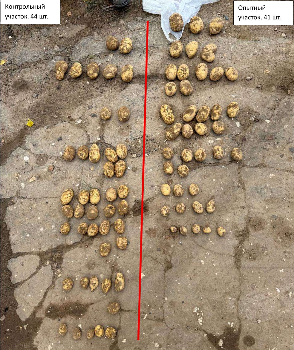 Количество и распределение клубней по фракциям