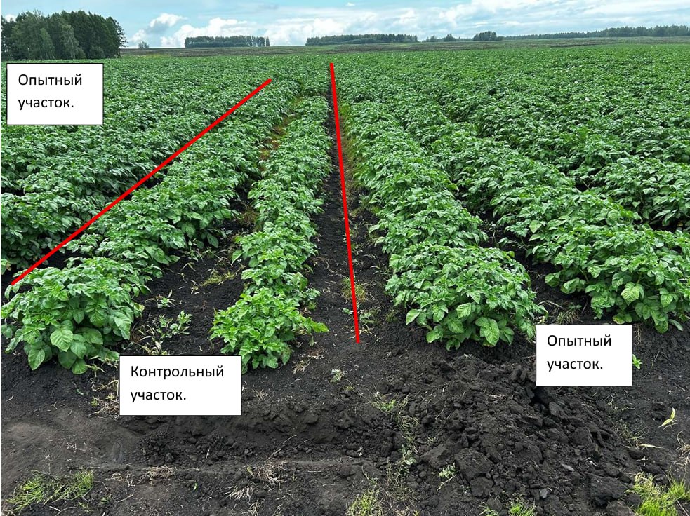 Состояние посадок картофеля на опытном и контрольном участках в ИП Карнауховой