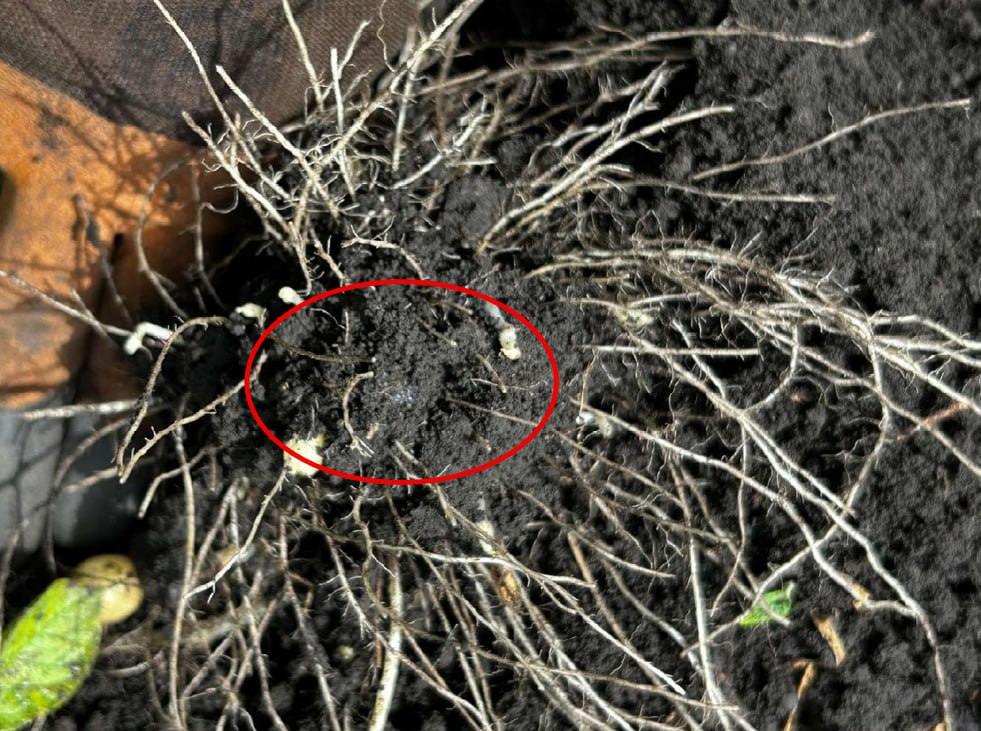 Гранулы агрогеля с корнями