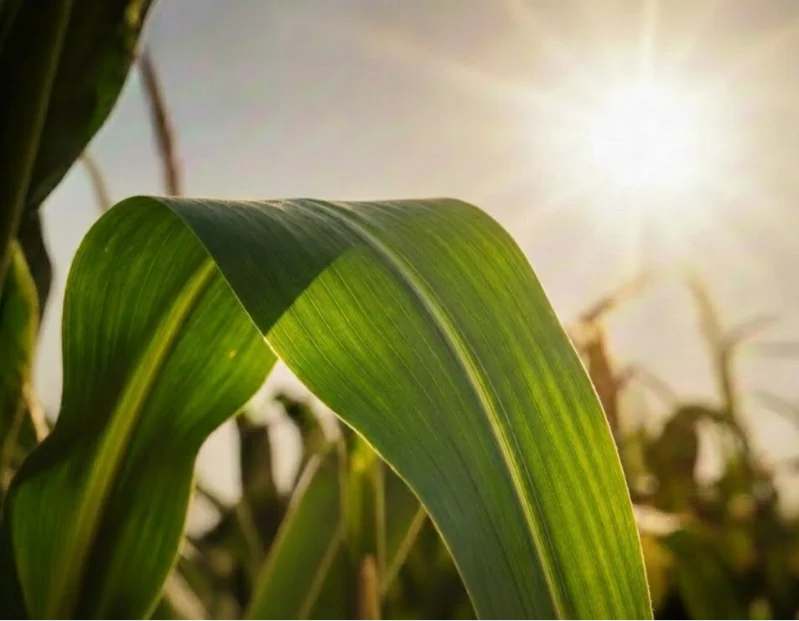 Здоровый лист с кремниевой защитой