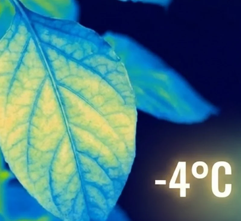 Лист в тепловизоре — низкая температура с защитой