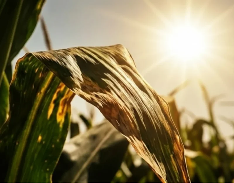 Повреждённый лист без защиты