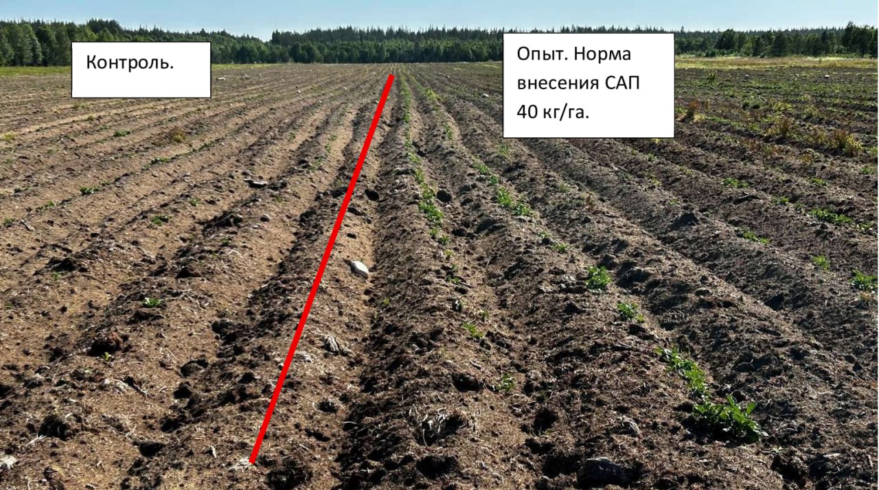 Всходы картофеля