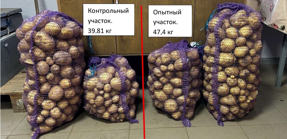Картофель на участках в Росевроплант