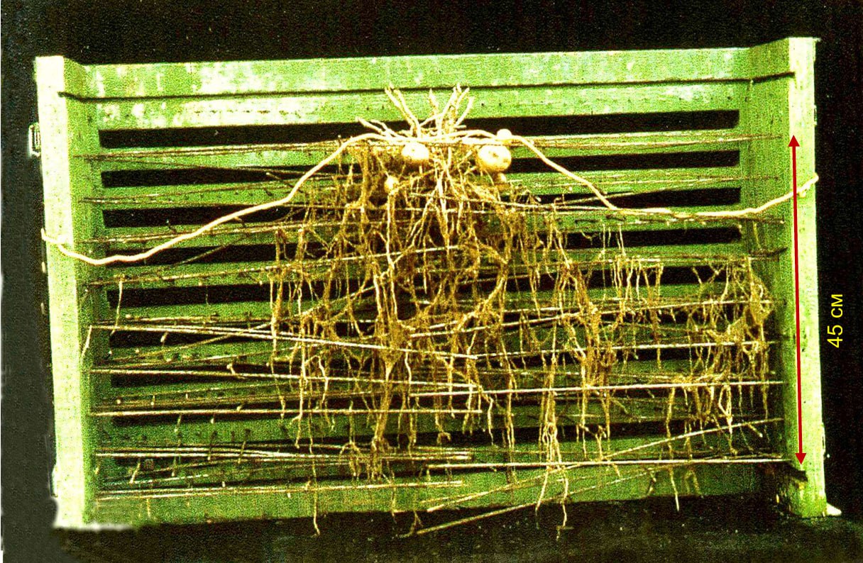 Зона развития корневой системы при западноевропейской технологии