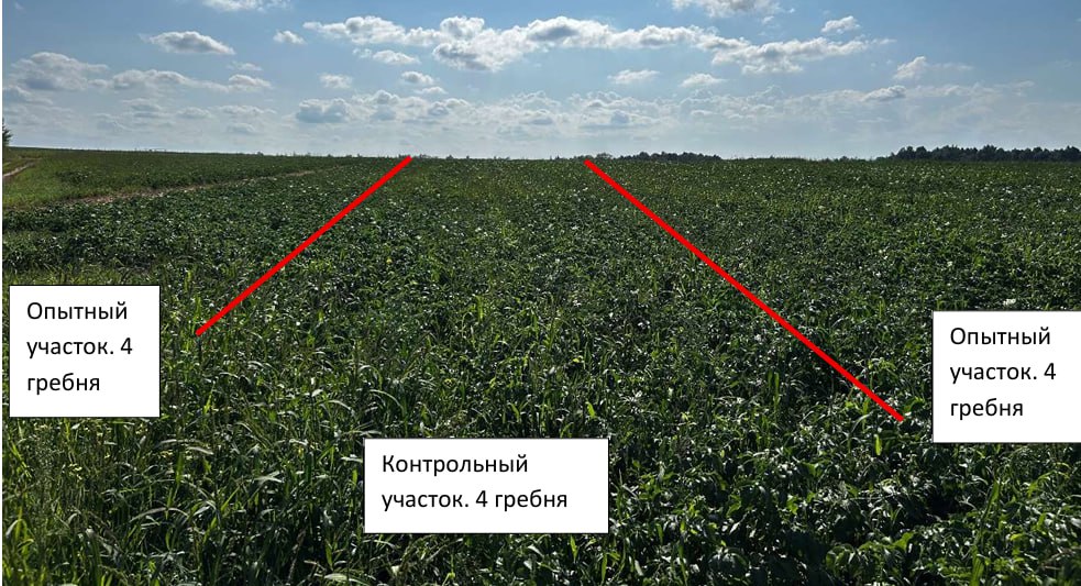 Вид участка поля в ООО Росевроплант